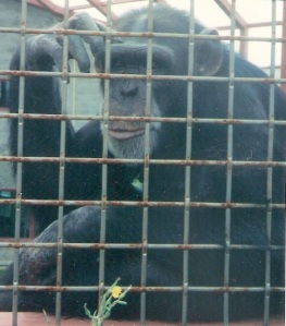 De chimpansee Tatu maakt het gebaar voor BLACK.