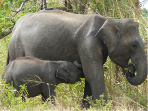 Aziatische olifant moeder en kalf