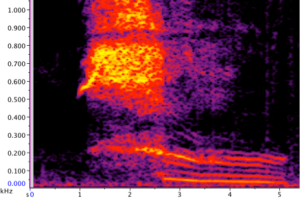 Spectogram van de longroar-rumble
